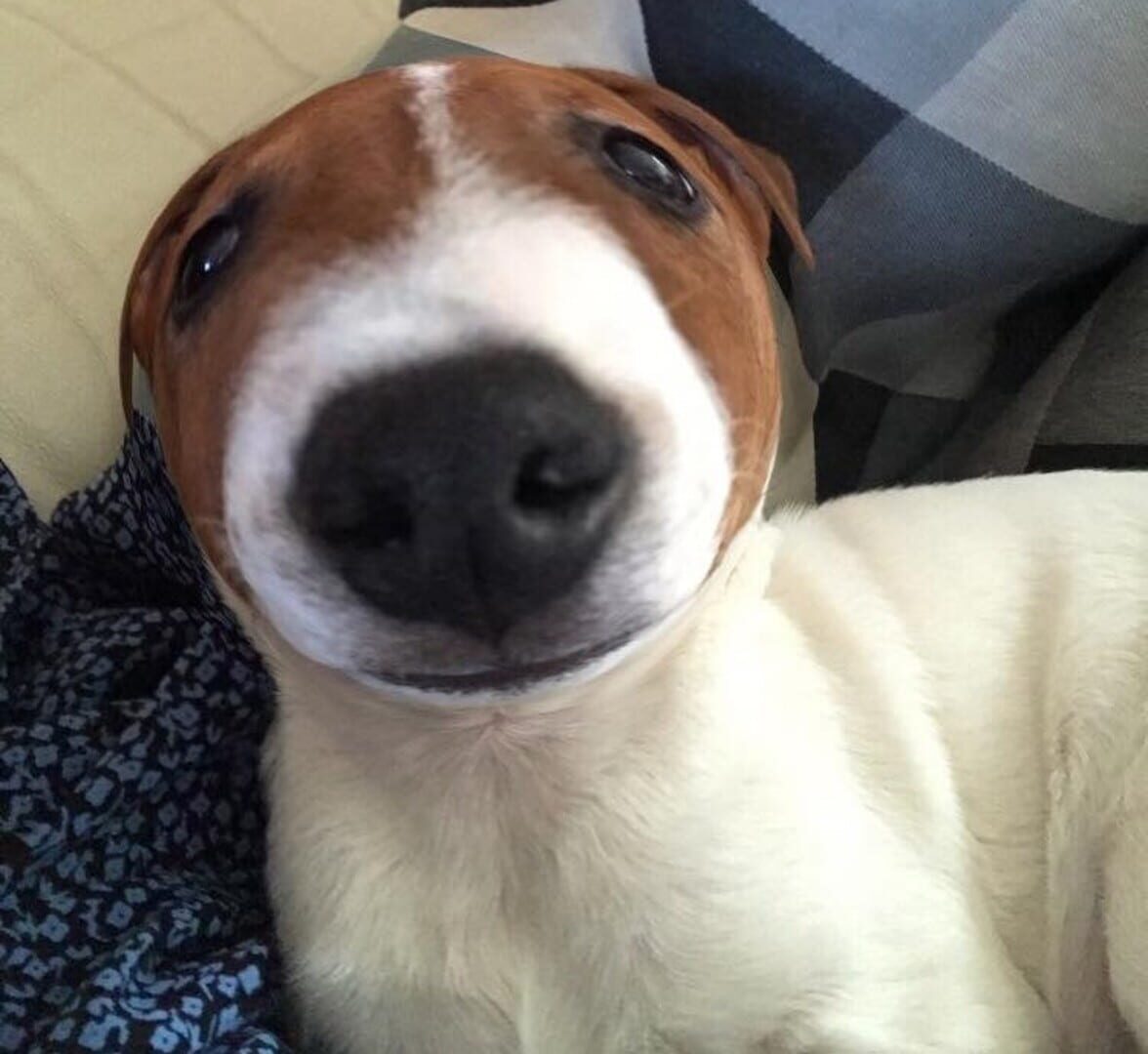 Meatball Dog - Screenshot
