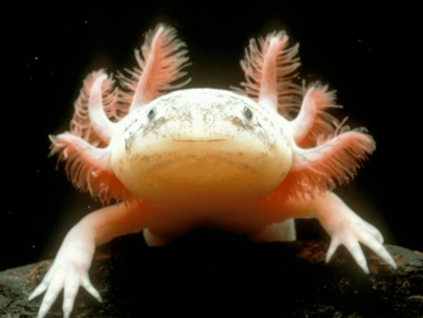 The Axolotl Project Cover
