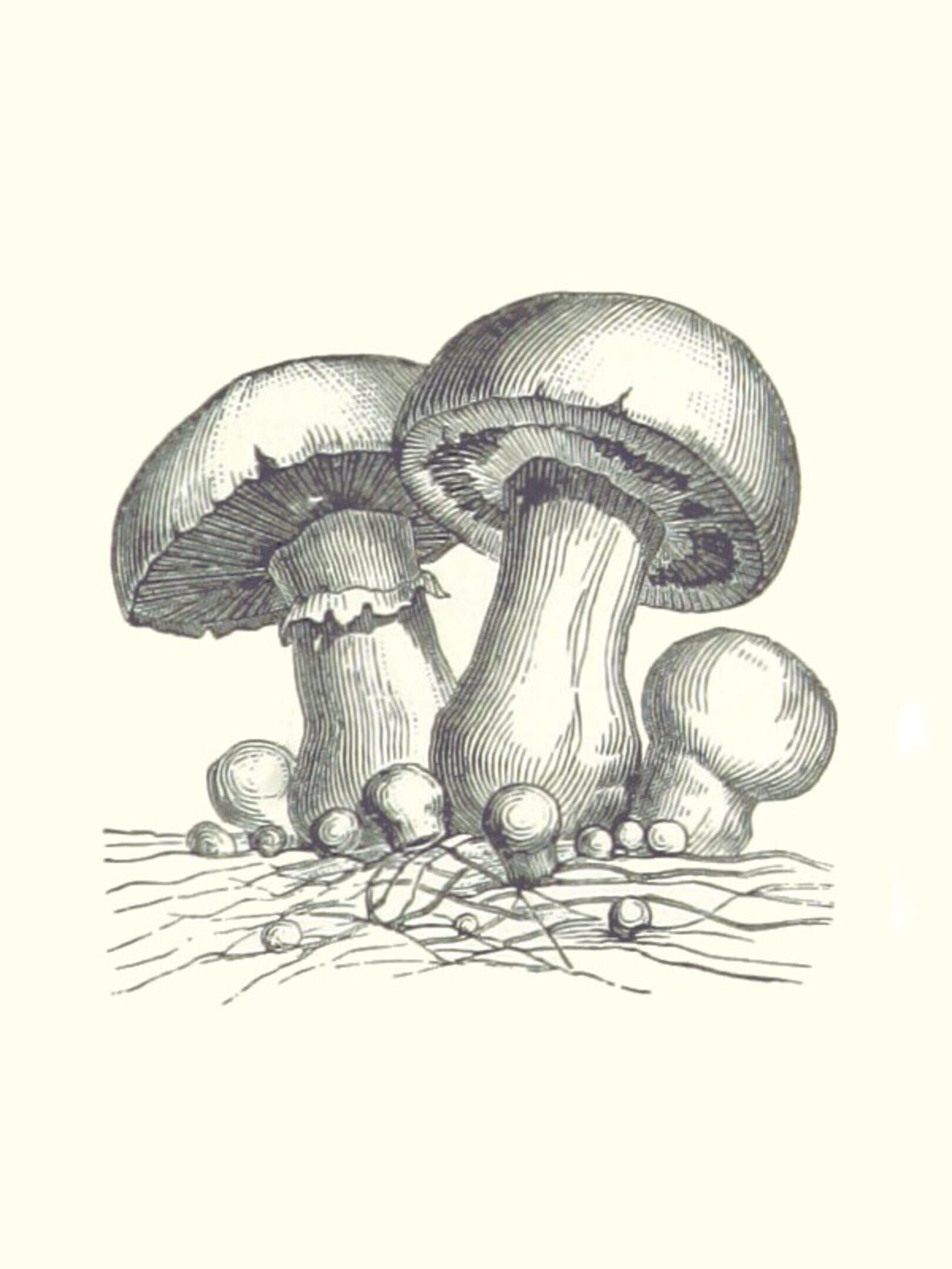 Acephalus