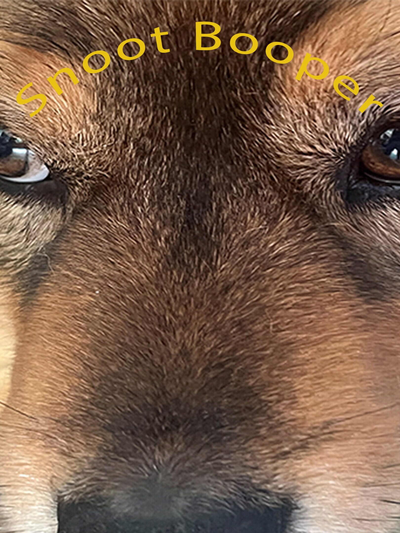 Snoot Booper cover
