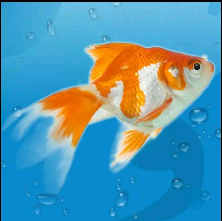 AquaLife 3D cover art