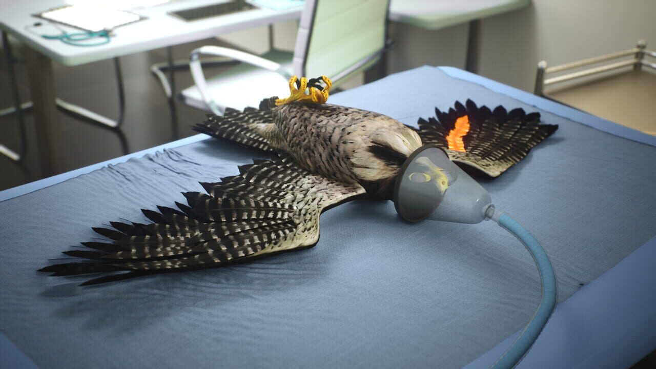 Enter Falconry
