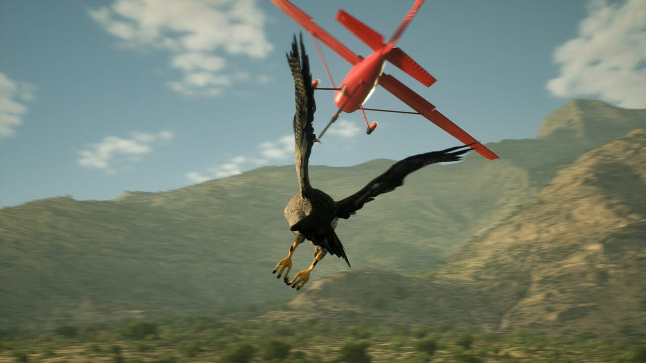 Enter Falconry