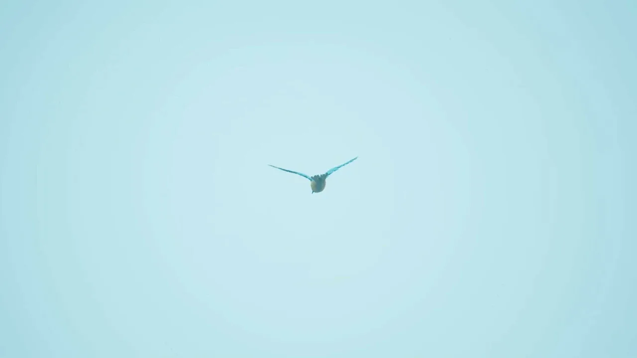 Bird Feather: Aquamarine World screenshot 2