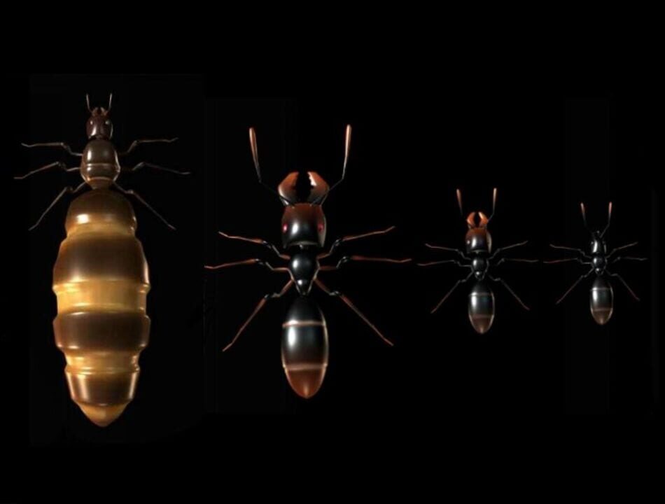 Ant Queen (2016)