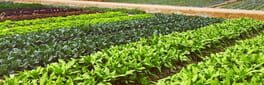 Happy VR Plantation Farm artwork 1