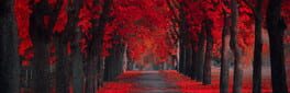 Maison Rouge artwork 1