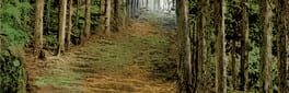 Camp Palut artwork 1