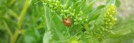 Insect Seeker artwork 1