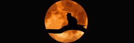 The Family Cat artwork 1