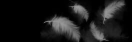 The Silent Swan artwork 1
