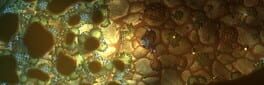 Veridian Expanse artwork 1