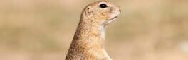 Smackit Hamster artwork 1