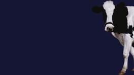 Stroke the Cow artwork 1