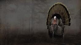 Pro Turkey Hunting artwork 2