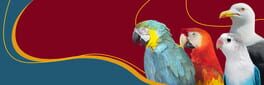I Love Finding Birds artwork 1