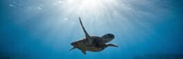 Bepuzzled Jigsaw Puzzle: Aquatic artwork 1
