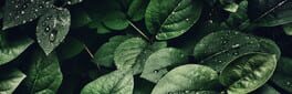 Bepuzzled Jigsaw Puzzle: Nature artwork 1