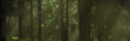 Forsaken Woods artwork 1