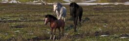 Horse Life: Find Horses in Open World, Survive in Wild Nature as a Foal or Pony artwork 1