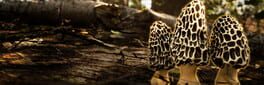 Morels: The Hunt 2 artwork 1
