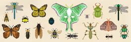 Bug & Seek: Isopods artwork 1