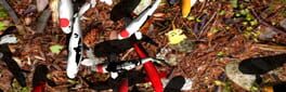 Koi Garden artwork 1
