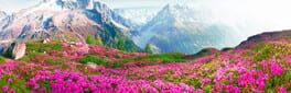 Nature Escapes 5 artwork 1
