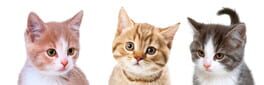 Cats Clicker artwork 1