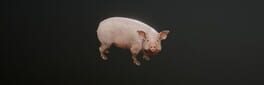 Big Pig artwork 1