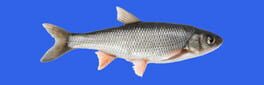 Fish artwork 1