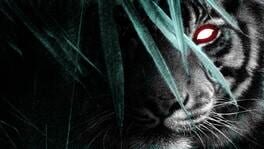Life of Black Tiger artwork 1