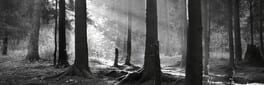 The Beast in the Silent Valley artwork 1