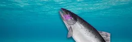 Plenty of Fish in the Sea