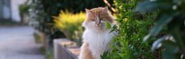 Peaceful Gardens 2: Cute Cats artwork 1