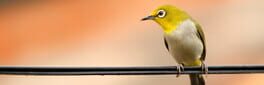 Hidden Pairs 3: Lovely Birds artwork 1