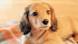 Nintendogs: Dachshund & Friends artwork 1
