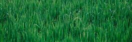Grass Toucher artwork 1