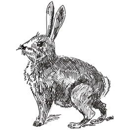 Rabbit, Coyote, Wolf, Grizzly artwork 1