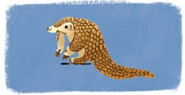 Pangolin Love: Day 3 - China artwork 1
