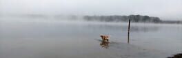 Golden Retriever Simple Life artwork 1