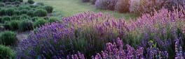 Solitaire Flowerscapes artwork 1