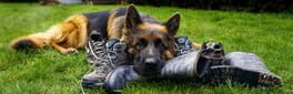K-9 Dog Job artwork 1