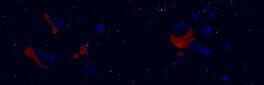 Faraway artwork 1