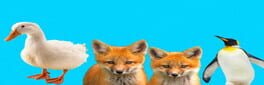 Photo Quiz: Animals artwork 1