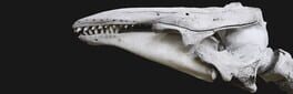 The Black Whale artwork 1