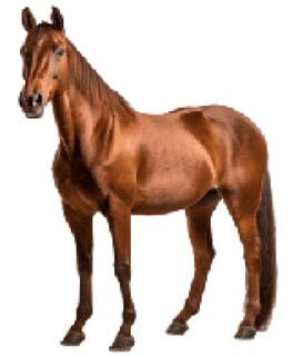 Horse Magnifier artwork 1