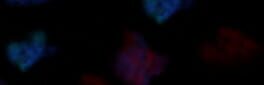 Incandescent X artwork 1