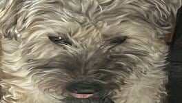 Snoot Booper artwork 1