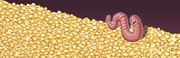 Worm Capitalist artwork 1
